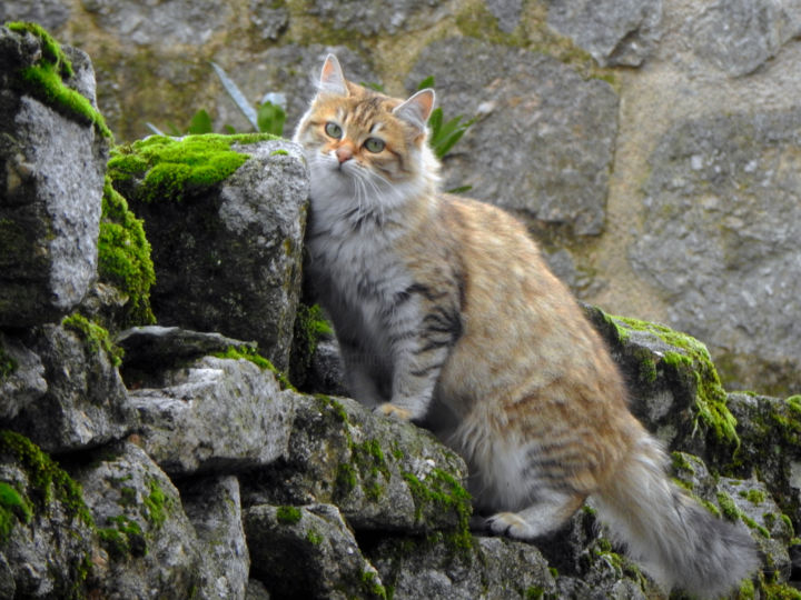 Fotografía titulada "Chat'perlipopette,…" por Alain Brasseur, Obra de arte original