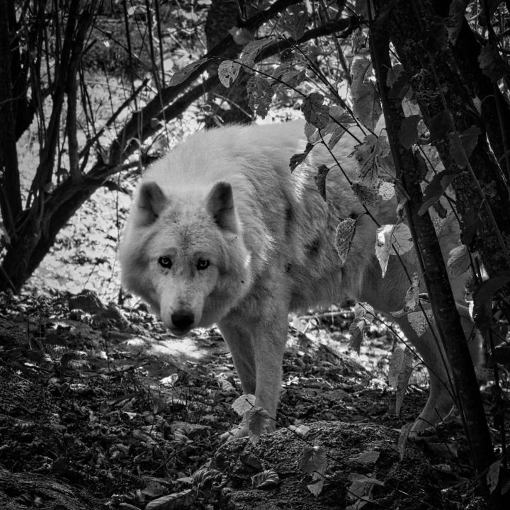 Photographie intitulée "Loup blanc de Saint…" par Alain Brasseur, Œuvre d'art originale