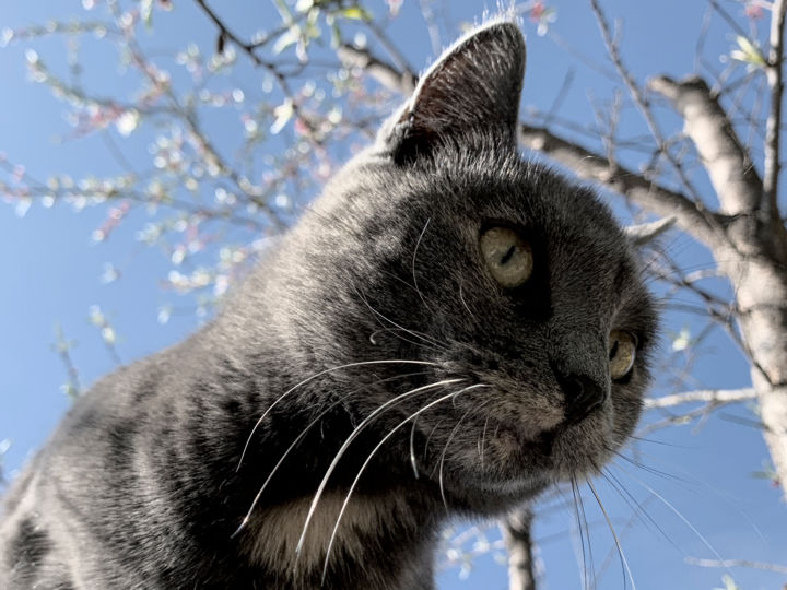 Photographie intitulée "chat'perlipopette,…" par Alain Brasseur, Œuvre d'art originale