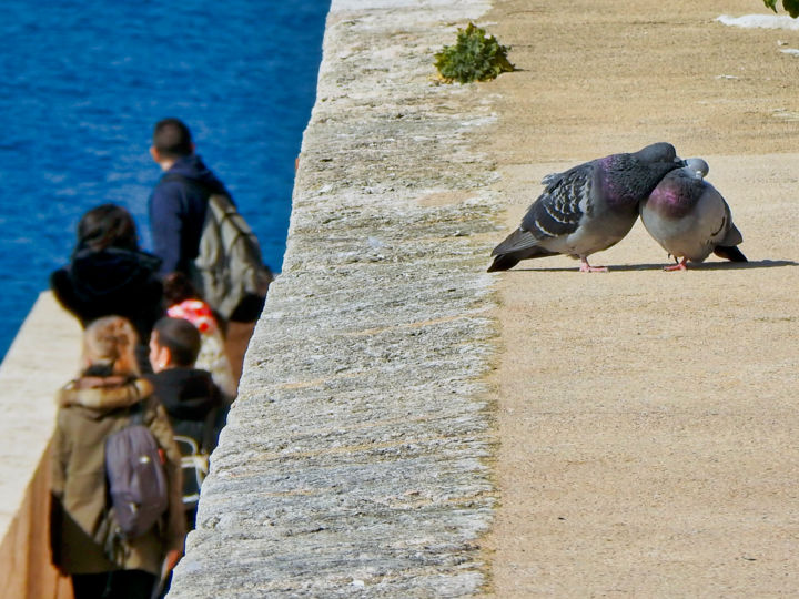 Fotografia intitulada "Diverses roucoulade…" por Alain Brasseur, Obras de arte originais