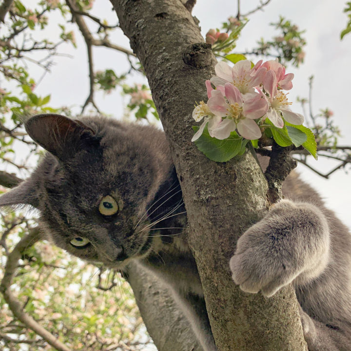 Photographie intitulée "chat'perlipopette,…" par Alain Brasseur, Œuvre d'art originale