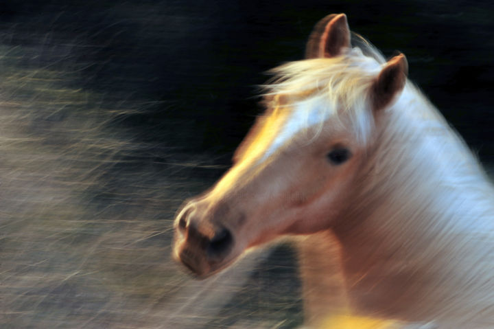 Photography titled "Cheval" by Alain Brasseur, Original Artwork