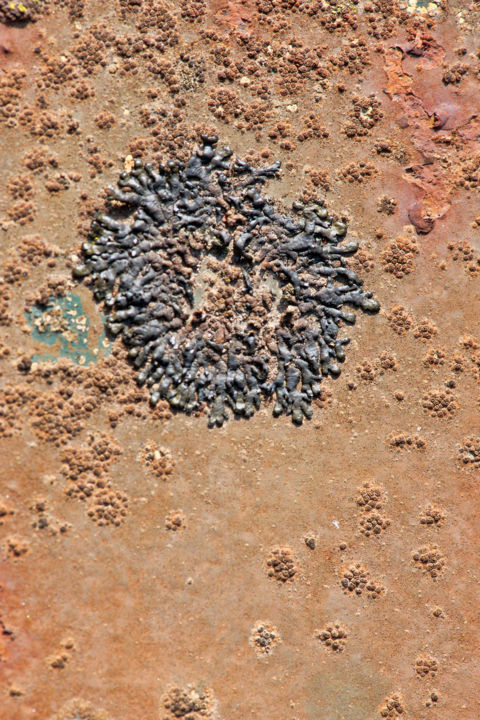 Photography titled "Lichens 20" by Alain Brasseur, Original Artwork