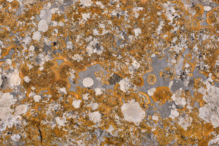 Photography titled "Lichens 21" by Alain Brasseur, Original Artwork