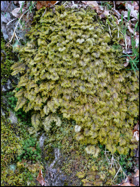Photography titled "Mousses & Lichens 26" by Alain Brasseur, Original Artwork