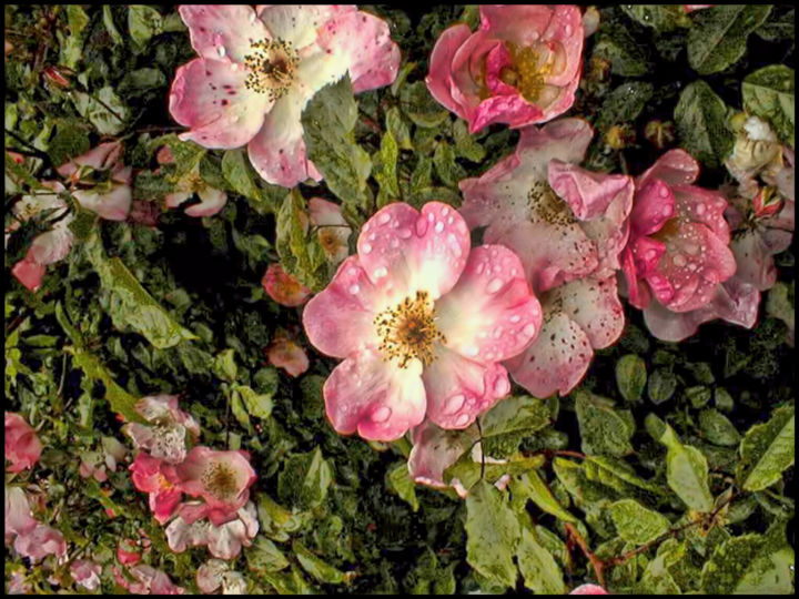 Photographie intitulée "fleurs de l'églanti…" par Alain Brasseur, Œuvre d'art originale