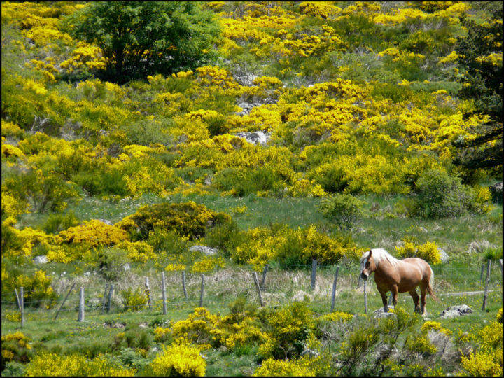 Photography titled "Pâturage sur le mon…" by Alain Brasseur, Original Artwork