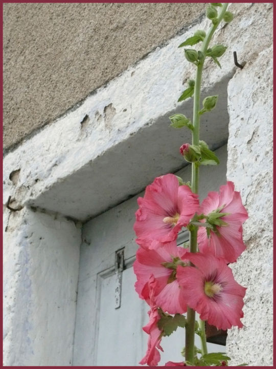 Фотография под названием "Roses trémières 5" - Alain Brasseur, Подлинное произведение искусства