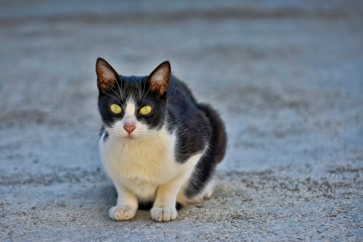 Fotografia intitulada "Felix le chat   3" por Alain Brasseur, Obras de arte originais