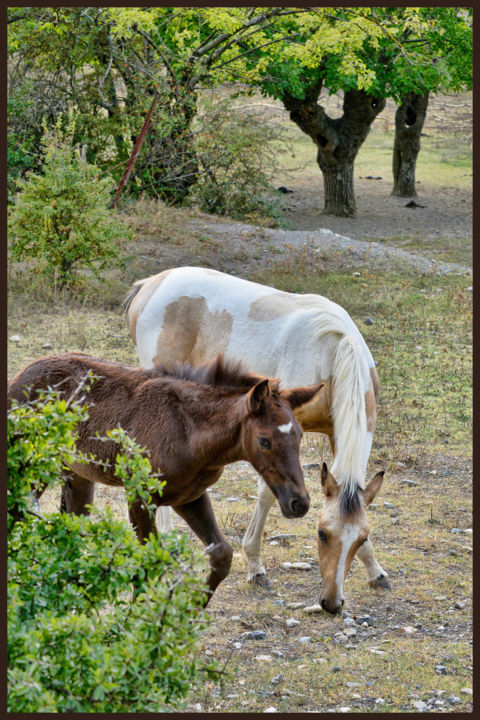 Photographie intitulée "Chevaux" par Alain Brasseur, Œuvre d'art originale