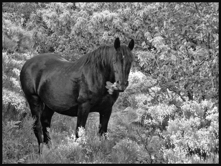 Photography titled "Merens dans les gen…" by Alain Brasseur, Original Artwork