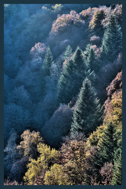 Photographie intitulée "Forêt de sapins." par Alain Brasseur, Œuvre d'art originale