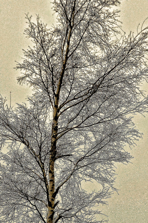 Arts numériques intitulée "Bouleau en hiver" par Alain Brasseur, Œuvre d'art originale
