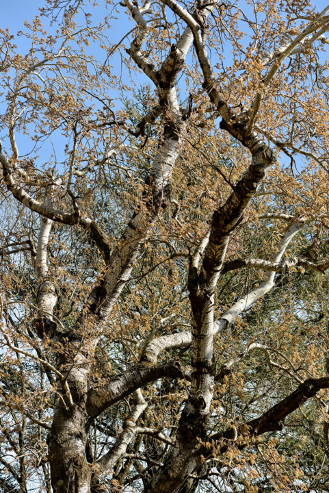 Photography titled "Peuplier blanc." by Alain Brasseur, Original Artwork