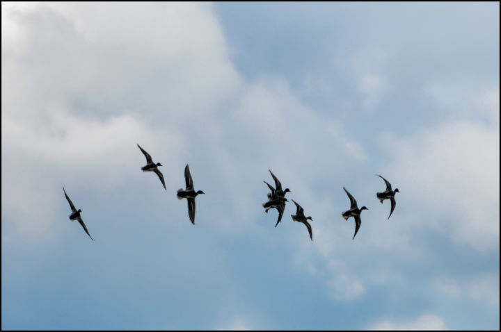 Photography titled "Canards sauvages," by Alain Brasseur, Original Artwork