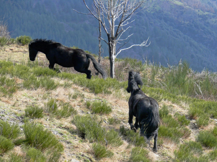 Photographie intitulée "Chevaux de Merens.…" par Alain Brasseur, Œuvre d'art originale