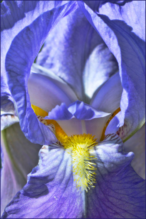 Photographie intitulée "Masque d'iris." par Alain Brasseur, Œuvre d'art originale