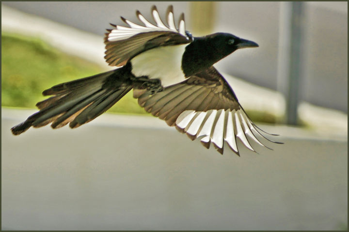 La Pie Voleuse Photography By Alain Brasseur Artmajeur