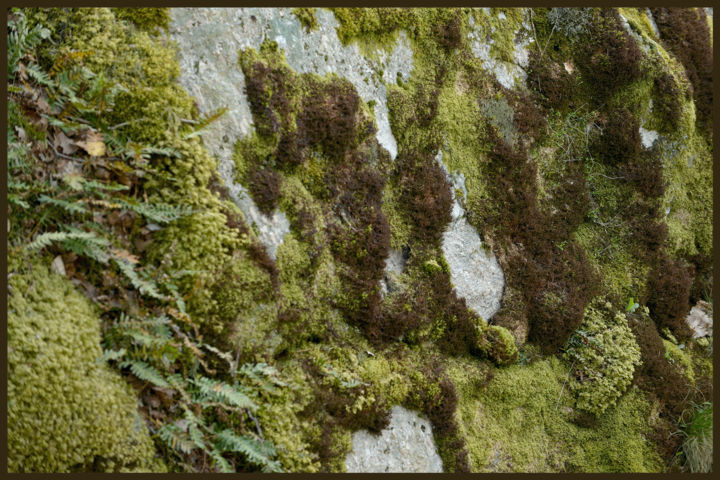 Photography titled "Mousses et lichens." by Alain Brasseur, Original Artwork