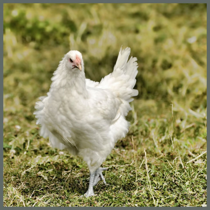 Fotografía titulada "Jeune poulet de Bre…" por Alain Brasseur, Obra de arte original