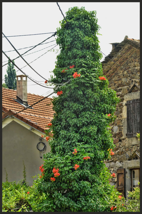 "Campsis radicantds." başlıklı Fotoğraf Alain Brasseur tarafından, Orijinal sanat