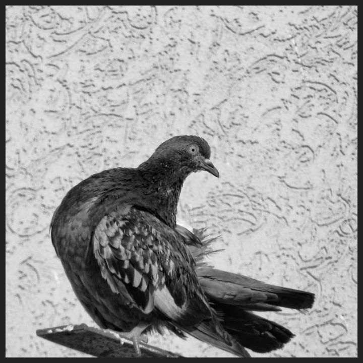"Pigeon." başlıklı Fotoğraf Alain Brasseur tarafından, Orijinal sanat