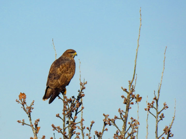 Photography titled "Buse variable. 3" by Alain Brasseur, Original Artwork