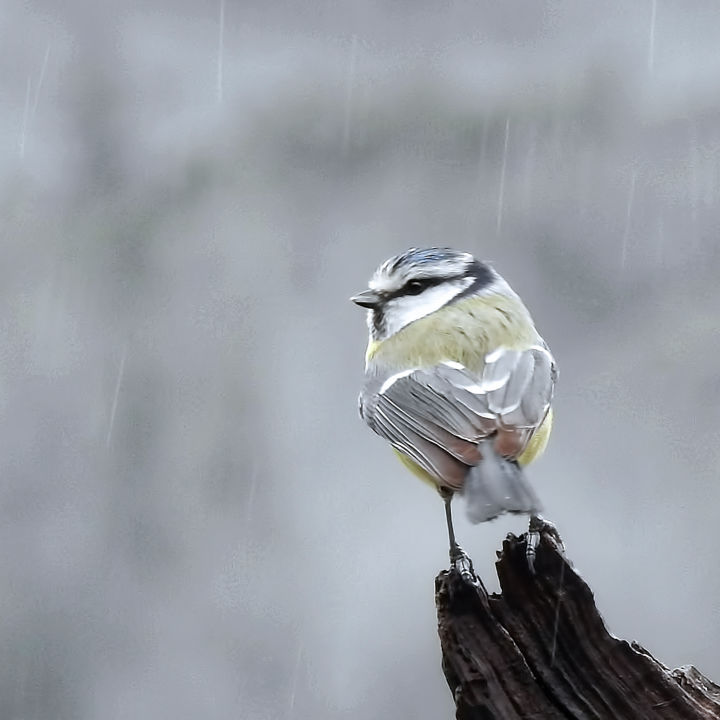 Fotografie getiteld "Sale temps" door Alain Brasseur, Origineel Kunstwerk