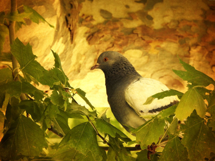 "Pigeon" başlıklı Fotoğraf Alain Brasseur tarafından, Orijinal sanat