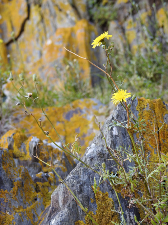 Photography titled "Lichens" by Alain Brasseur, Original Artwork