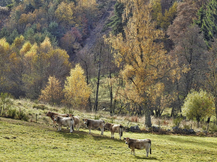 Photography titled "Automne en Gévaudan…" by Alain Brasseur, Original Artwork