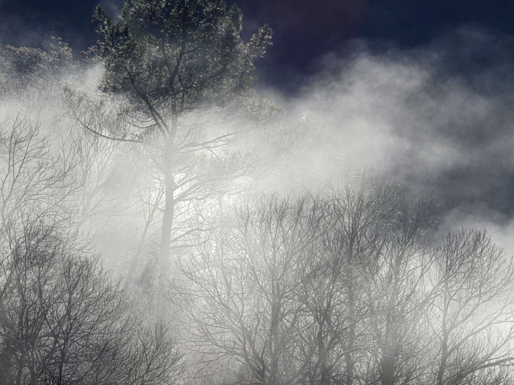 Photography titled "Dans la forêt ensol…" by Alain Brasseur, Original Artwork