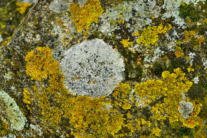 Photography titled "Lichens." by Alain Brasseur, Original Artwork