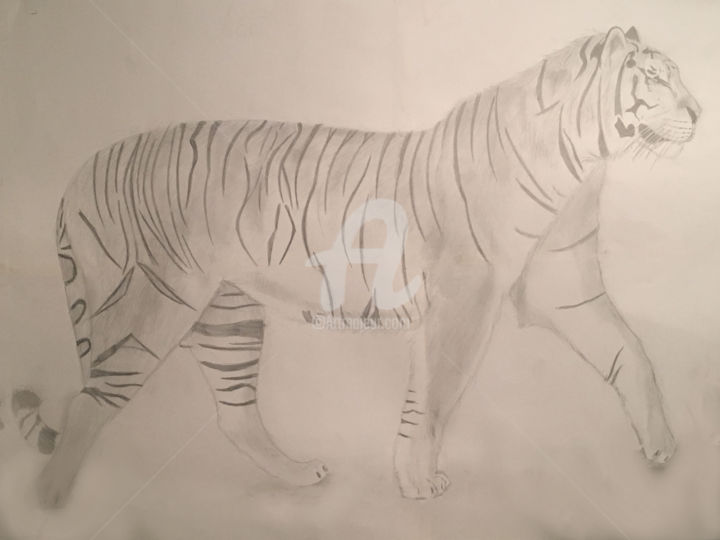 Drawing titled "Panthera Tigris" by Pandora, Original Artwork, Pencil