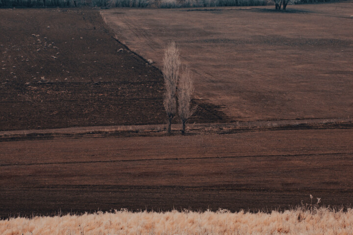 Photographie intitulée "minimal tree art" par Orhan Güldeste, Œuvre d'art originale, Photographie manipulée