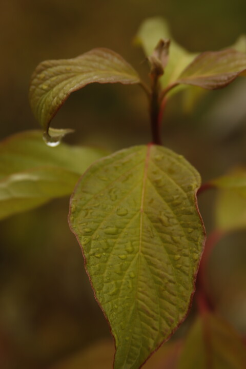 Photography titled "leaf and water drop" by Orhan Güldeste, Original Artwork, Non Manipulated Photography
