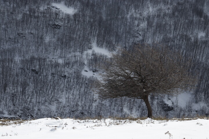 Photography titled "A lonely tree on th…" by Orhan Güldeste, Original Artwork, Non Manipulated Photography