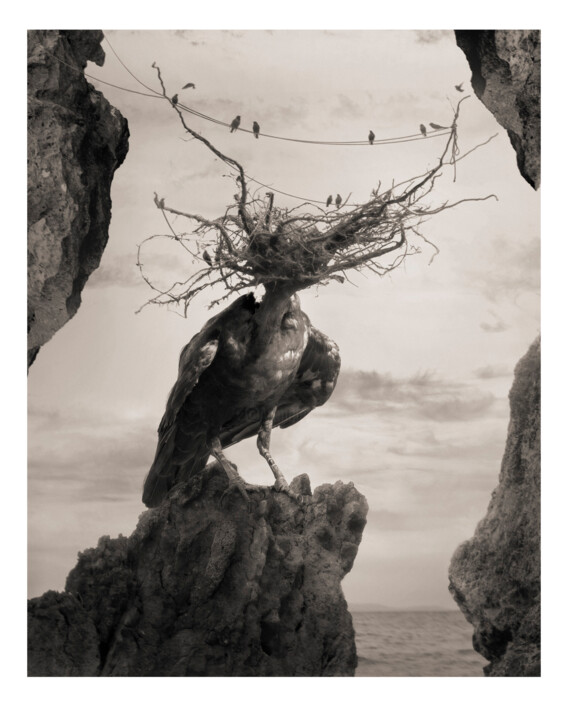 Fotografia intitulada "Cría cuervos" por Oriol Jolonch, Obras de arte originais, Fotografia digital