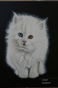 Картина под названием "Gato persa" - Orlando Argañaraz, Подлинное произведение искусства, Масло