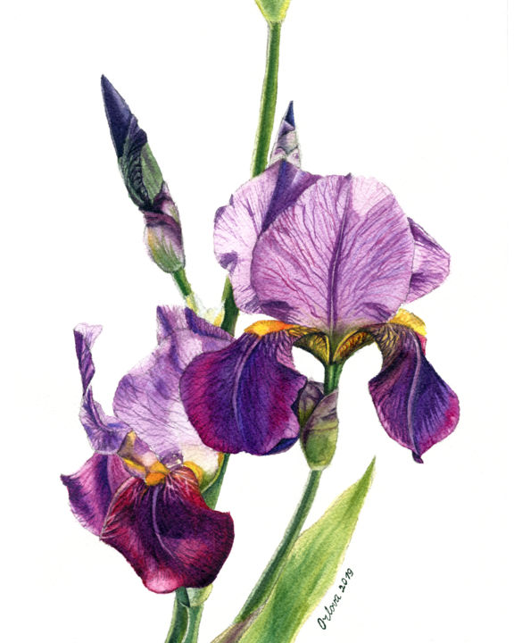 Painting titled "Irises" by Natali Orlova, Original Artwork, Watercolor