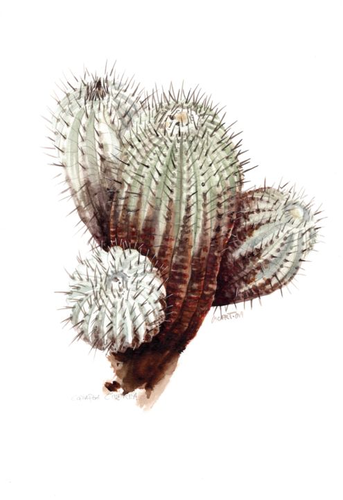 Painting titled "Copiapoa Dura" by Oscar Torres Perez, Original Artwork, Watercolor