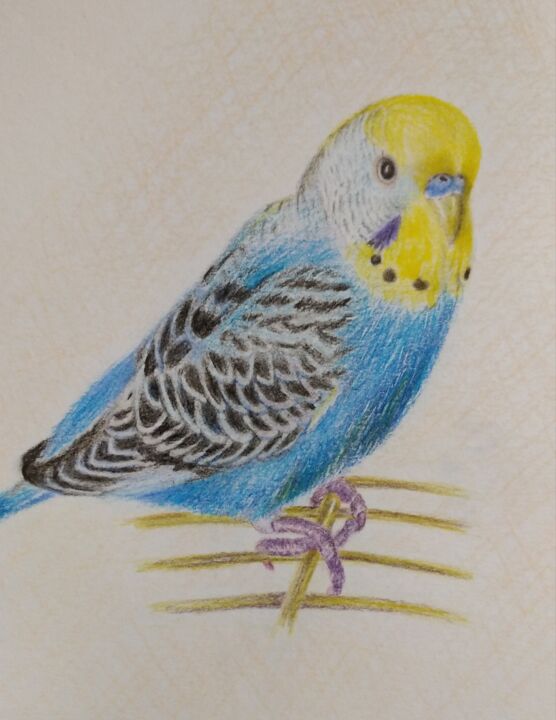 Zeichnungen mit dem Titel "My birds" von Viktoriia Gorn, Original-Kunstwerk, Conté-Buntstifte