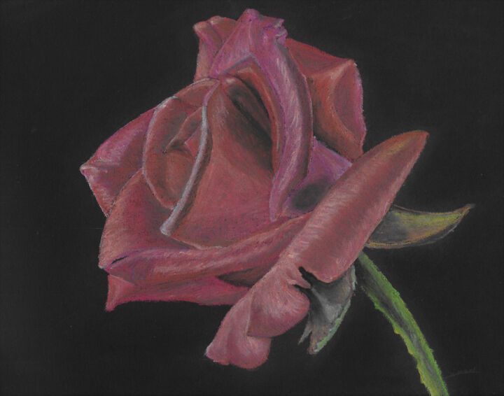 Drawing titled "Rosa rosa rosam" by P. Le Sommer, Original Artwork, Pastel