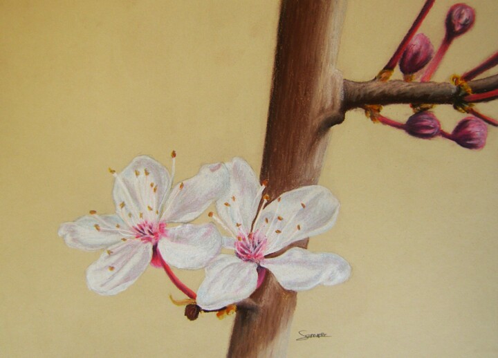 Drawing titled "Fleurs de cerisier" by P. Le Sommer, Original Artwork, Pastel