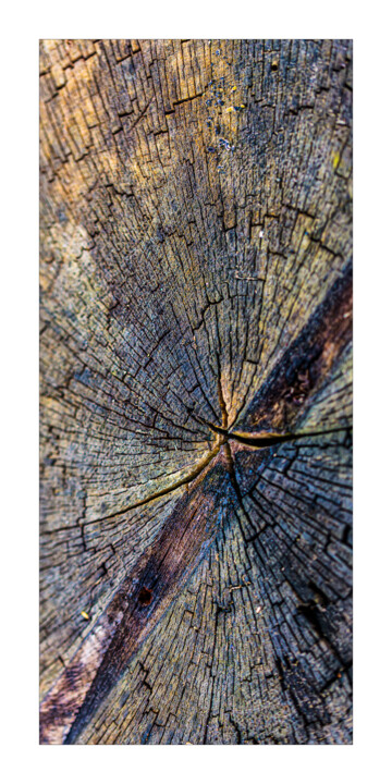 Fotografia intitulada "Le secret des arbres" por P. Zimmermann, Obras de arte originais, Fotografia Não Manipulada