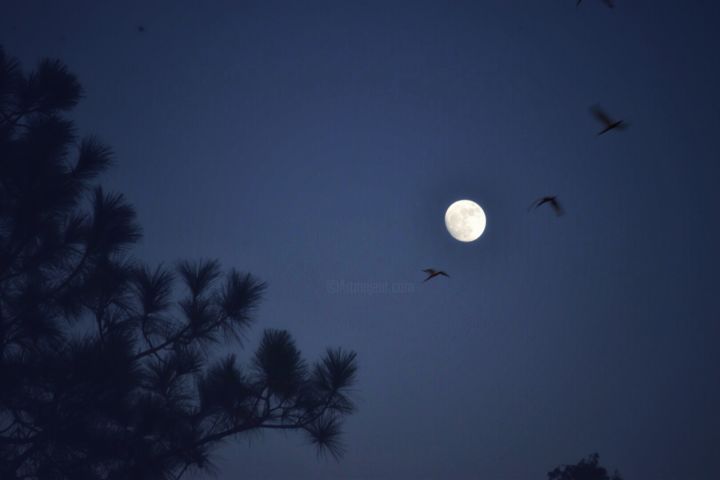 Photography titled "moonlit night" by Padmanabha Joshi, Original Artwork, Digital Photography