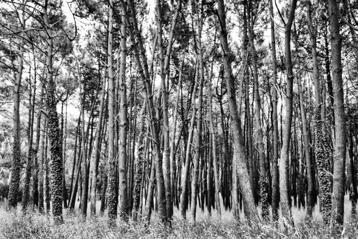 Fotografía titulada "Bosque de Miramar" por Pablo Picardi, Obra de arte original, Fotografía digital