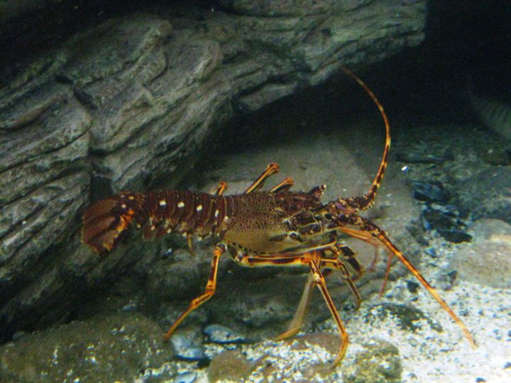 Photography titled "Lobster aquarium" by Pakokante, Original Artwork