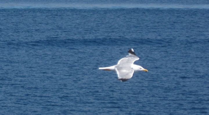 Fotografie getiteld "Sea gull" door Pakokante, Origineel Kunstwerk