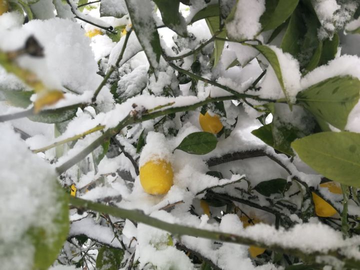 Φωτογραφία με τίτλο "F 06 21" από Pakokante, Αυθεντικά έργα τέχνης, Μη χειραγωγημένη φωτογραφία